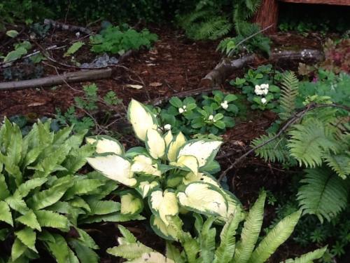Harts tongue ferns, June hosta underplayed with  BC ginger