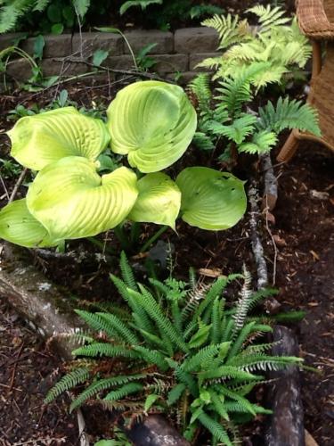 Sum and substance hosta with a variety of ferns and calla lilies