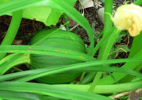The Good News:  A Squash!!!  (Or is it a watermelon?)