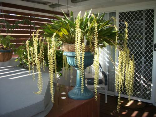 Dendrochilum orchid/sweet smell
