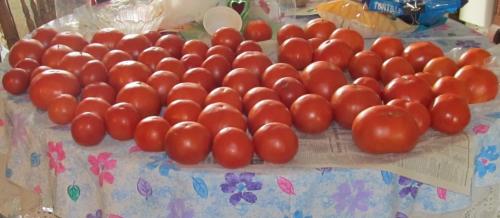 Big Boy tomatoes