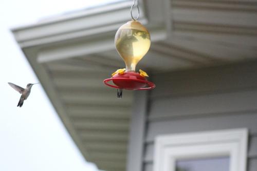 Hummingbirds, ruby throated in our area