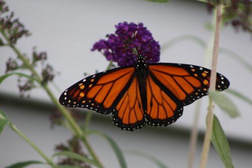 Monarch on a butterfly bush