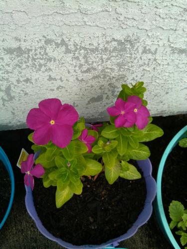 Vincas from the rescue rack 8/28