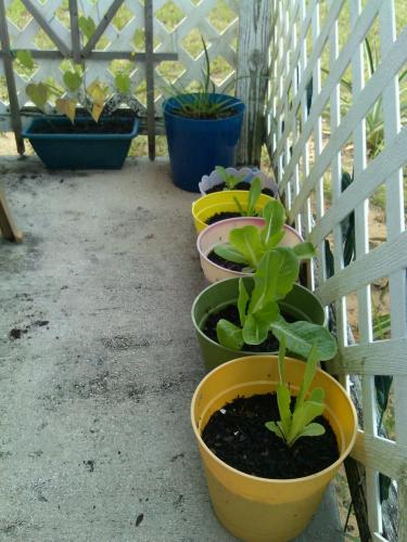 8/28 Romaine Lettuce, African Iris and Morning glory