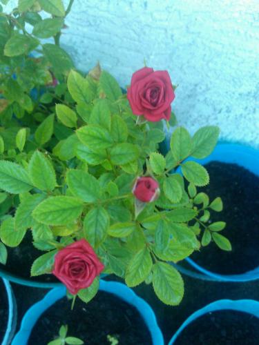 Aug 26th Mini Roses