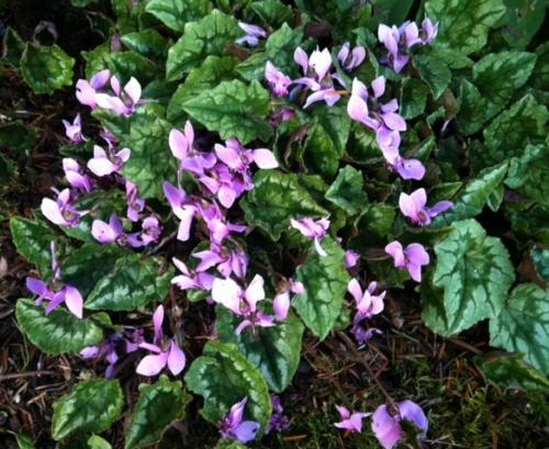 Forest floor was covered with lots of fall blooming hardy cyclamens