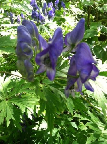 Many paths through the woods, monkshood