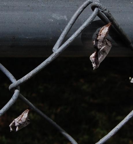 Gulf fritillary cocoons on fence.