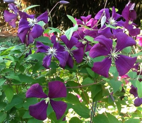 Lots more blooms on new clematis