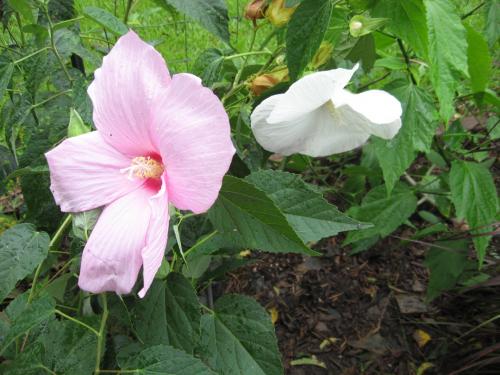 pink and white hibiscus