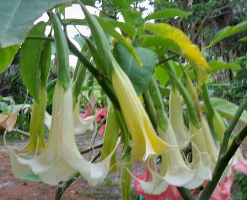NOID white and pink brugmansia
