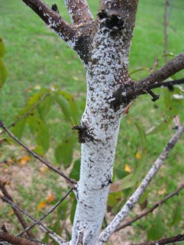 Woolly Aphids: What's That Fuzzy, Fluffy White Stuff on My Tree