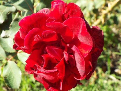 David Austin's Dark Lady rose
