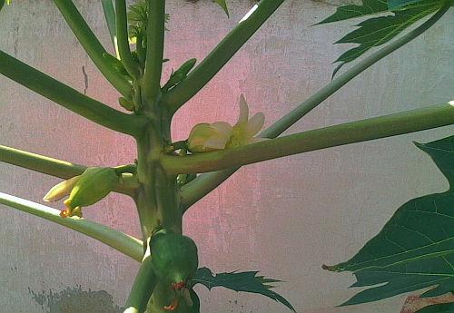 Female Papaya tree