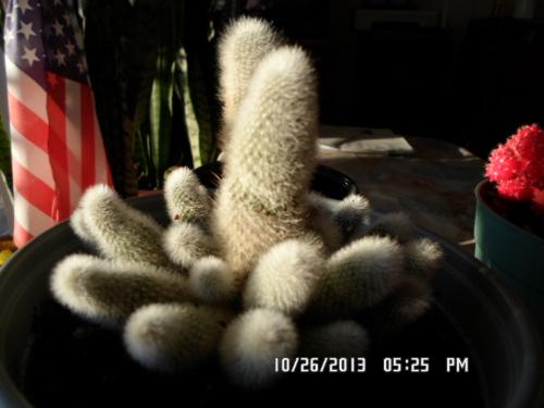 Crazy Cactus(no name known)