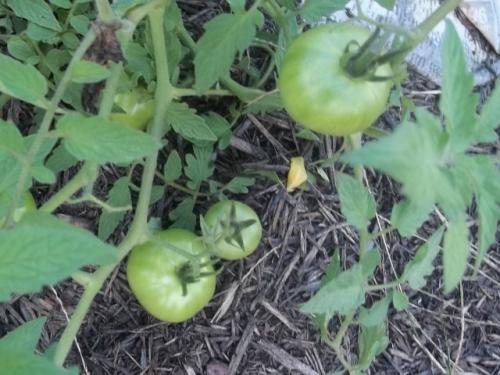 My tomato plants
