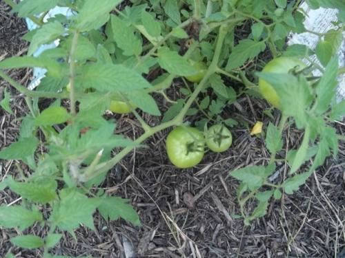 Tomato plant # 2