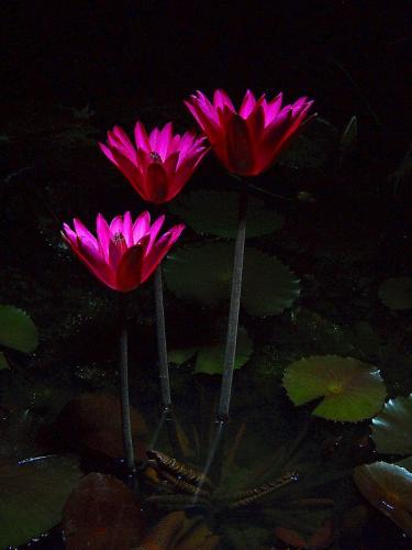 Red Cup, night bloom tropical waterlily