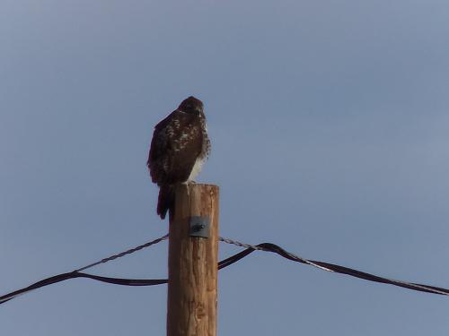 Can you identify this Hawk