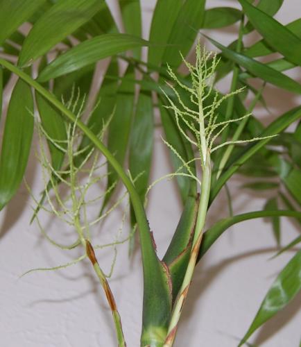 Parlor palm blooms (Chamaedorea elegans