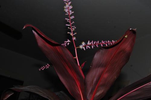 Ti plant (Cordyline fruticosa 'Red Sister')