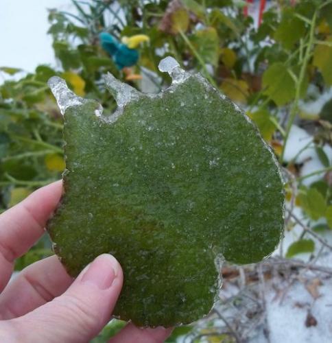 Turk's Cap leaf, ice covered