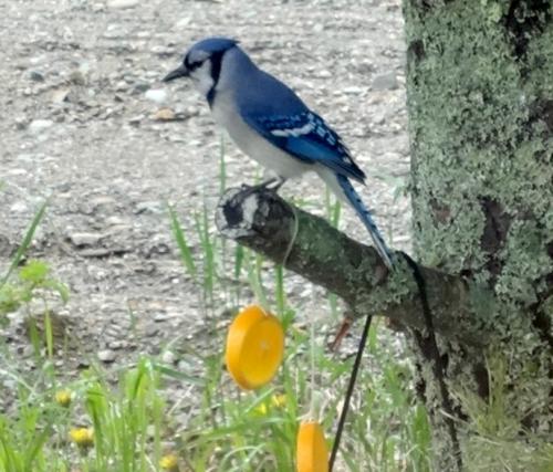 Bluejay Guarding The Oranges