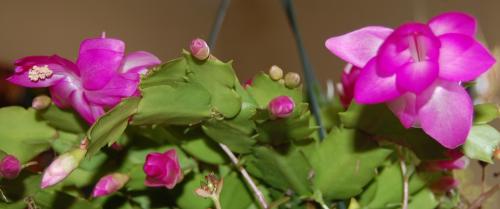 Pink holiday cactus (Schlumbergera truncata)
