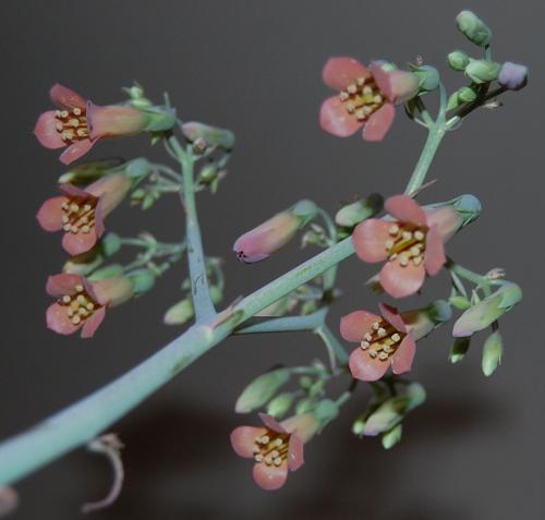 Kalanchoe x houghtonii blooms