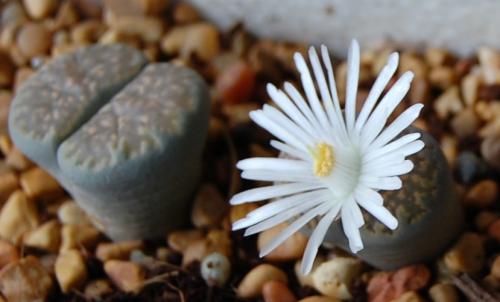Lithops (living stone) with flower.