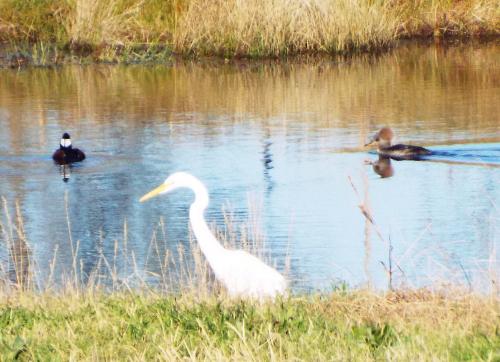 Two shovelers and an egret