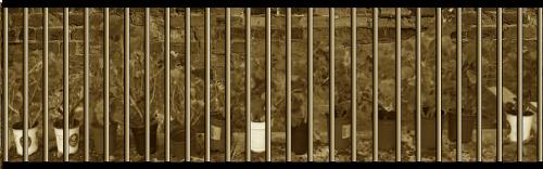 Behind bars at the jail