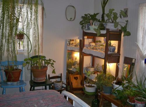Just some pretty pottery and my houseplants