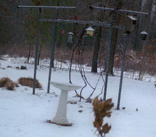 birds at winter feeder