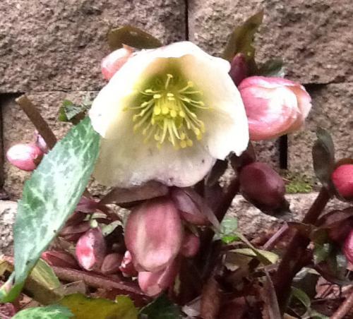 January hellebores