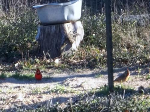 cardinals under feeders