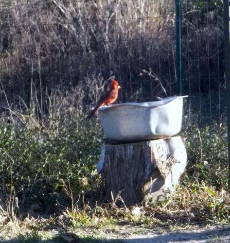 cardinal on water tub