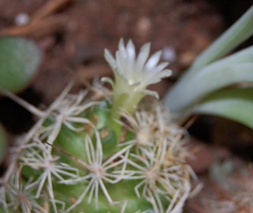 NOID cactus with bloom