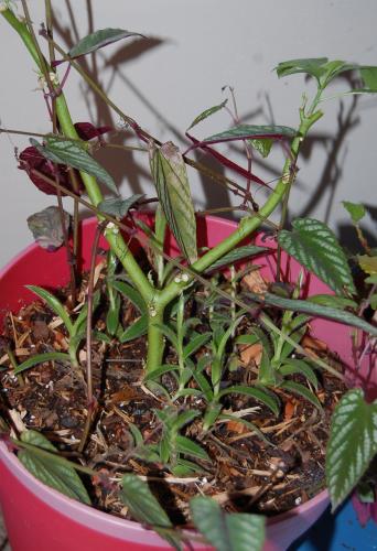 Rex Begonia vine, Brugmansia, Tradescantia