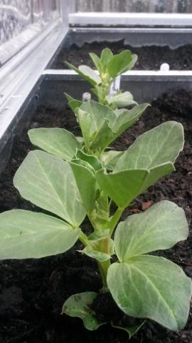 Broad Beans - The Sutton