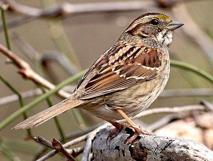 White-throated Sparrow Adult Tan-stripe