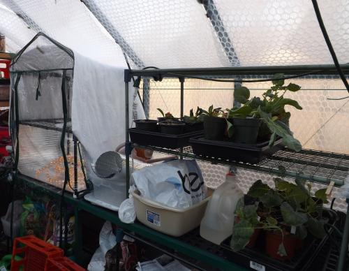 First night in the greenhouse for these plants.