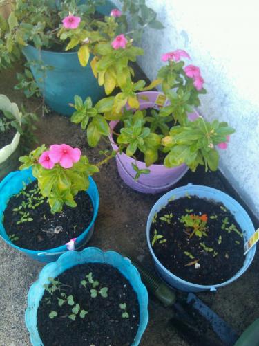 Butterfly bush, Vinca, 2 pots celosia sprouts and Cabbage sprouts 