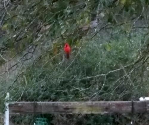 Cardinal waiting patiently for feeder to be filled.