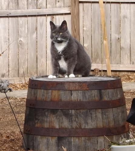 Does this barrel make me look fat?