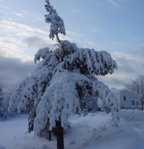 Pine tree that the ice storm destroyed