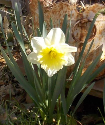 First Daff in bloom