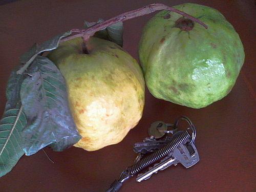 Guavas from the farm