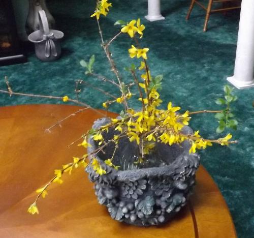 I love forsythia. I'm rooting some now.